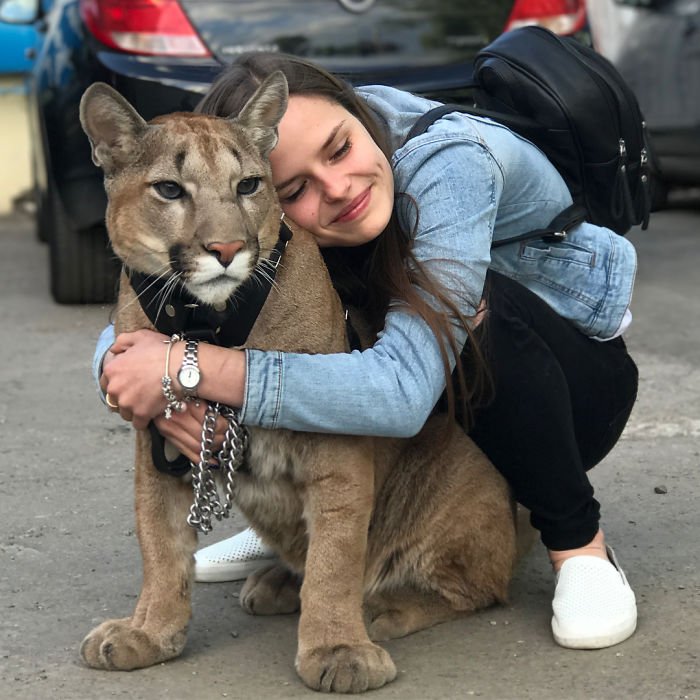 puma in russian