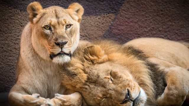 アメリカの動物園 苦悩の末に老いたライオン夫婦を一緒に安楽死させる Funlifehack