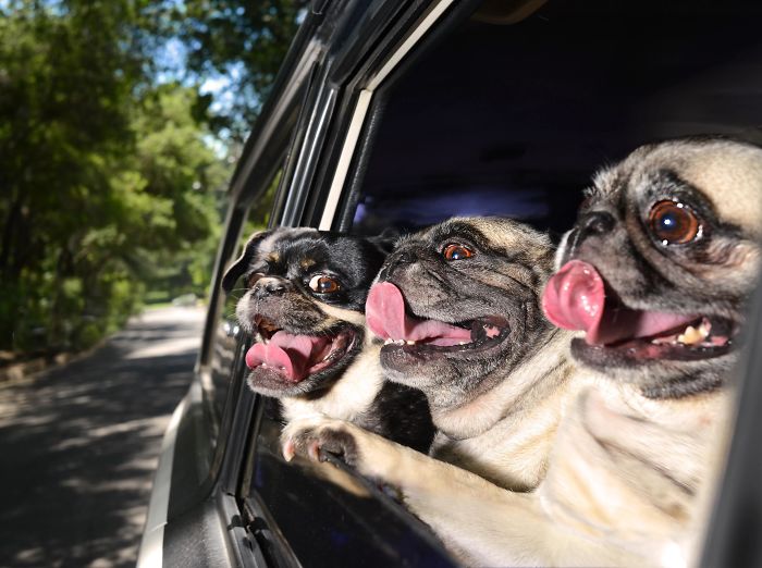 犬とドライブ 笑える瞬間の写真 10選 Funlifehack