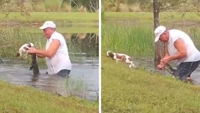 子犬を助けるためにワニと格闘したスーパーお爺ちゃん In フロリダ Funlifehack 子犬を助けるためにワニと格闘したスーパーお爺ちゃん In フロリダ Funlifehack