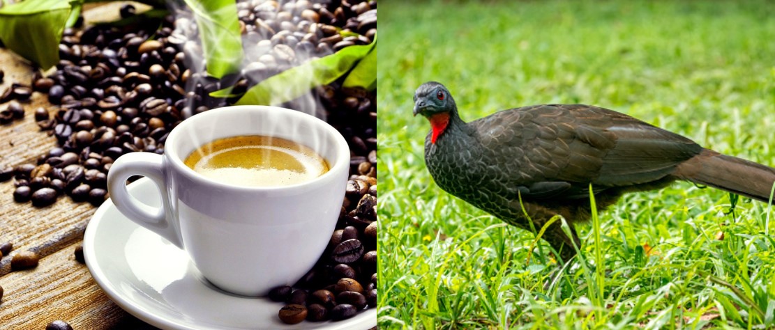 ジャクバードコーヒー 鳥のフンから採取される最高級コーヒー豆 Funlifehack