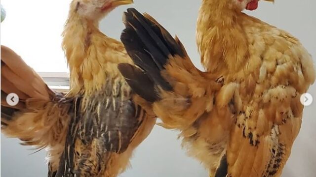 世界で最も小さい鶏セラマ種のポーズのクセが強い Funlifehack